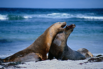 Seehunde, Robben, Seal Bay, Kangaroo Island, SÃ¼daustralien, Australien - seal, seal bay, kangaroo island, southaustralia, australia
