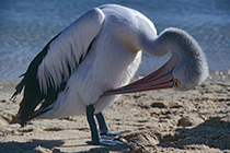 Pelikan in Monkey Mia, Westaustralien, Australien - pelican in monkey mia, westaustralie, australia