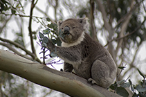 Koala auf Eukalyptusbaum, Great Ocean Road, SÃ¼daustralien, Australien - koala on an eucalyptus tree, great ocean road, southaustralia, australia