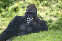 Gorilla, Ã¶stlicher Flachlandgorilla, Gorilla beringei graueri, Zoo Schmiding, Ã–sterreich - gorilla, eastern lowland gorilla, gorilla beringei graueri, zoo schmiding, austria