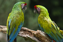 Ara, grÃ¼ner Ara, Ara Ambigua, Zoo Schmiding, Ã–sterreich - macaw, green macaw, ara ambigua, zoo schmiding, austria