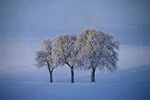Winterlandschaft im Morgenfrost, Salzkammergut, OberÃ¶sterreich, Ã–sterreich - winterlandscape in morning freeze, region salzkammergut, upperaustria, austria