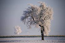 Winterlandschaft im Morgenfrost, Innviertel, OberÃ¶sterreich, Ã–sterreich - winterlandscape in morning freeze, region innviertel, upperaustria, austria