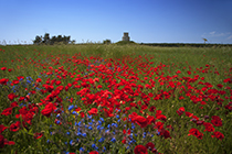 Kapelle Sveti Nikola in Nin mit Mohnblumen und Kornblumen, Kroatien - chapell of Sveti Nikola in the village of nin with poppy and cornflower, croatia