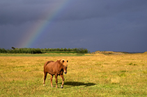Islandpferd, Pferd, Pony, Regenbogen, SÃ¼disland, Island - iceland horse, pony, rainbow, southiceland, iceland