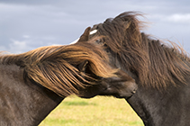 Islandpferd, Pferd, Pony, SÃ¼disland, Island - iceland horse, pony, southiceland, iceland