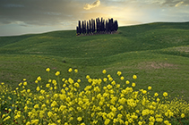 Zypressenhain in der Crete, Toskana, Italien - cypress grove in the crete, tuscany, italy