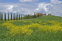 Bauernhaus mit Zypressenalle in der Crete, Toskana, Italien - farmhouse with cypress avenue in the crete, tuscany, italy