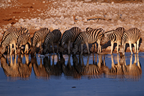 Zebra, Steppenzebra bei der TrÃ¤nke, Equus quagga, Etosha-Nationalpark, Namibia - zebra, plains zebra at the watering hole, etosha nationalpark, namibia