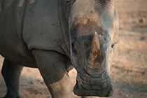 Breitmaulnashorn, Ceratotherium simu, Etosha-Nationalpark, Namibia - white rhinocerus, ceratotherium simu, etosha nationalpark, namibia