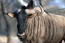 Streifengnu, Connochaetes taurinus, Etosha-Nationalpark, Namibia - blue wildebeest, connochaetes taurinus, etosha nationalpark, namibia