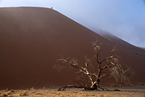 Kameldornbaum im Morgennebel, DÃ¼ne 45, WÃ¼ste Namib, Namibia - camel-thorn tree in the morning fog, dune 45, namib desert, namibia