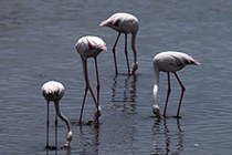 Flamingo in Walvis Bay, Namibia - flamingo in walvis bay, namibia