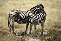 Giraffe, Giraffa camelopardalis, Etosha Nationalpark, Namibia - giraffe, giraffa camelopardalis, etosha nationalpark, namibia