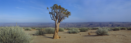 KÃ¶cherbaum in der WÃ¼ste am Rande des Fishrivercanyon, Namibia - quivertree in the desert on the brink of the fishriver canyon, namiba