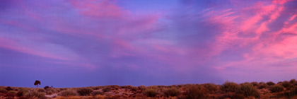 KÃ¶cherbaum in der Steppe bei Abendstimmung und rot glÃ¼henden Wolken, Namibia - quivertree in the veld by evening mood and red glowing clouds, namibia
