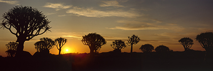 KÃ¶cherbaumwald bei Sonnenuntergang, Keetmanshoop, Namibia - quivertree forest at sundown, keetmanshoop, namibia