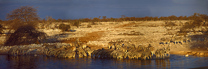 Zebraherde bei einem Wasserloch im Ethosha-Nationalpark, Abendstimmung, Namibia - zebra drove at a waterhole in the etosha-nationalpark, evening mood, namibia