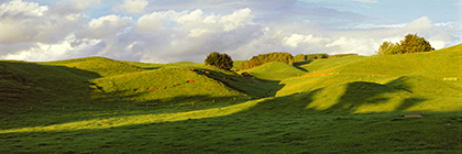 Schafweide im Abendlicht bei Rotorua, Neuseeland