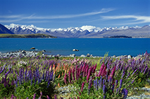 Lupinien am Lake Takapo, Neuseeland, lupine on the Lake Takapo, New Zealand