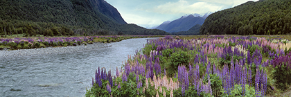 Lupinienfeld an einem Fluss, Fjordland Nationalpark, Neuseeland, lubinefiedl on a river, Fjordland Nationalpark, New Zealand