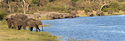 Afrikanischer Elefant, Loxodonta africana, Bwabwata Nationalpark, Botswana - african elephant, loxodonta africana, bwabwata nationalpark, botswanaAfrikanischer Elefant, Loxodonta africana, Bwabwata Nationalpark, Botswana - african elephant, loxodonta africana, bwabwata nationalpark, botswana