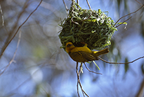 Kapwebervogel mit Nest, Westcoast-Nationalpark, SÃ¼dafrika*capeweaverbird with nest in the westcoast-nationalpark, south afrika