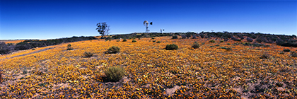 WildblumenblÃ¼te, Namaqualand, SÃ¼dafrika - wildflowerblossom, namaqualand, southafrica